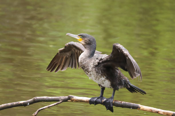 istock Cormorant, Phalacrocorax carbo 1319016525