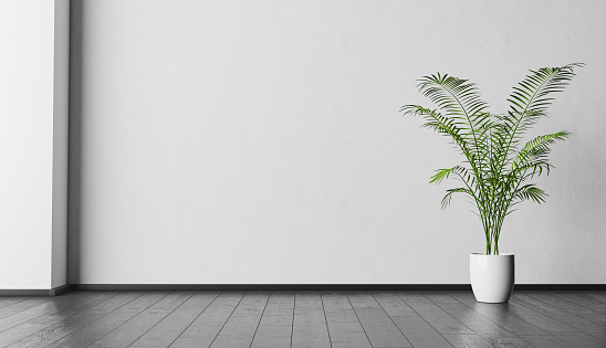 interior background with white wall and plant