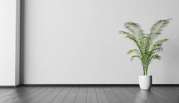 interior background with white wall and plant interior background with white wall and black wooden floor with a plant in a corner with space for design. 3d render domestic room stock pictures, royalty-free photos & images