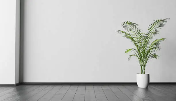 interior background with white wall and black wooden floor with a plant in a corner with space for design. 3d render