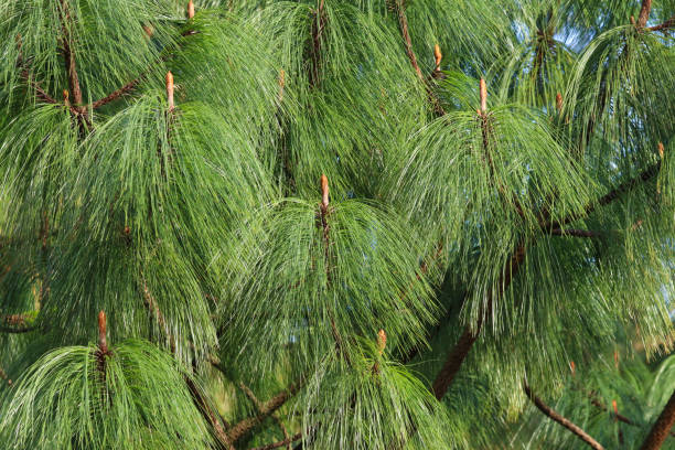 Himalayan Pine tree, Pinus wallichiana. Close up Himalayan Pine tree needles, Pinus wallichiana. pinus wallichiana stock pictures, royalty-free photos & images