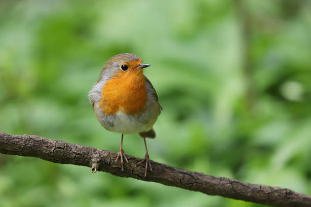 istock Close up of a robin, erithacus rubecula 1319017633
