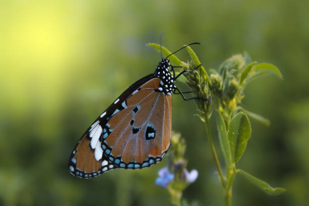 istock Garden With Acraea Terpsicore Butterfly in vibrant nature 1319017669