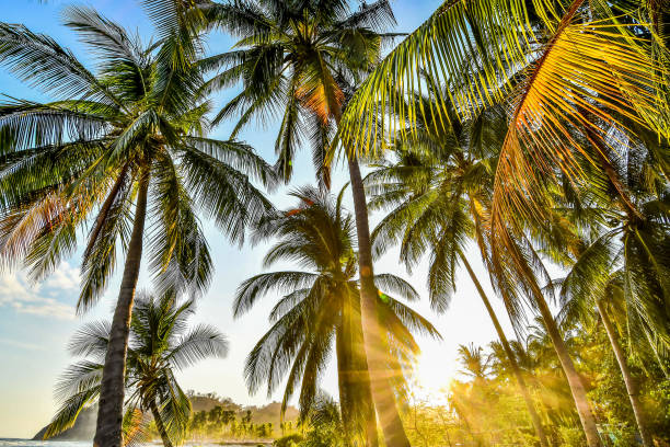 istock palm tree on the beach in samara nicoya costa rica central america 1319017725