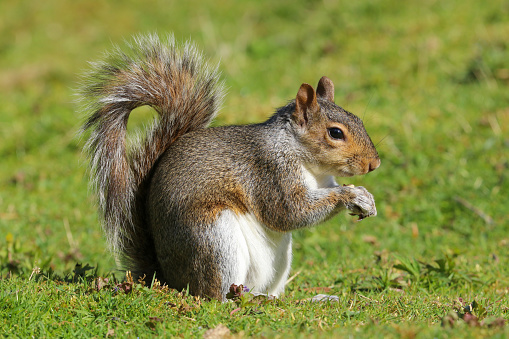 Gray Squirrel, sciurus carolinensis