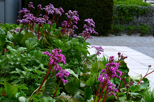 Bergenia rotblum is a deep pink flowering bergenia variety with almost round leaves. They are dark olive green with a burgundy touch in season and bronze red to burgundy from autumn to spring.