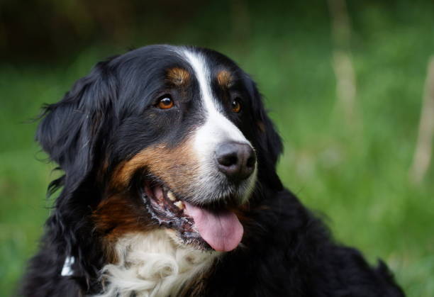 istock Portrait of Bernese mountain dog 1319017872