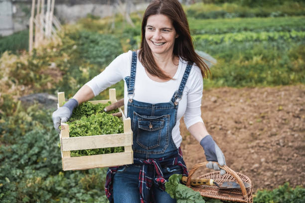 mujer agricultora madura sosteniendo caja de madera con lechuga orgánica fresca - concéntrate en la cara - farmer salad fotografías e imágenes de stock