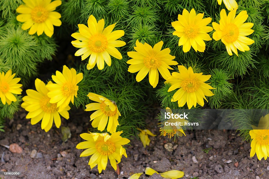 yellow pheasant's eye (Adonis vernalis) known variously as pheasant's eye, spring pheasant's eye, yellow pheasant's eye and false hellebore. Fruehlings-Adonisroeschen Yellow Pheasant's Eye Stock Photo