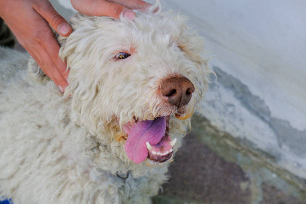cute gray dog's muzzle close-up with tongue out of the mouth. hands cuddling dog. lagotto romagnolo dog's breed cute gray dog's muzzle close-up with tongue out of the mouth. hands cuddling dog. lagotto romagnolo dog's breed lagotto romagnolo stock pictures, royalty-free photos & images