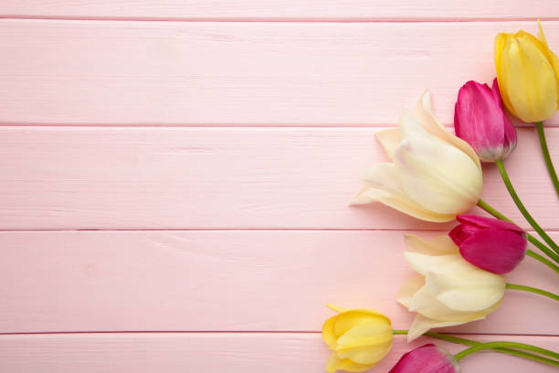 istock Beautiful tulips on pink background with copy space. Top view 1319020827