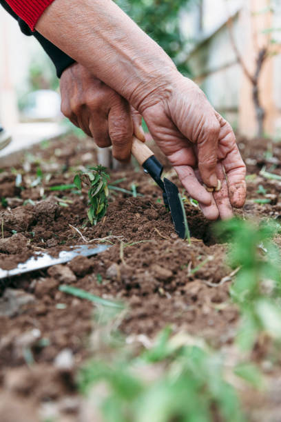 istock Couple planting cowpea 1319021485
