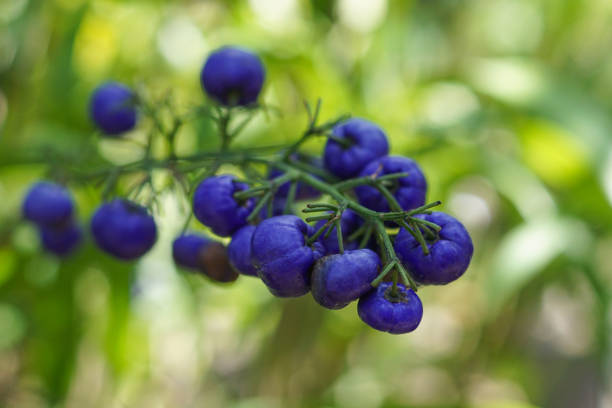 purple Dianella tasmanica fruit