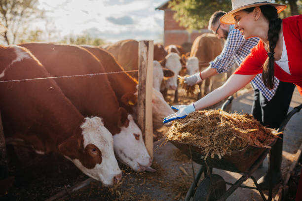 istock Man and woman workers working on diary farm 1319021560