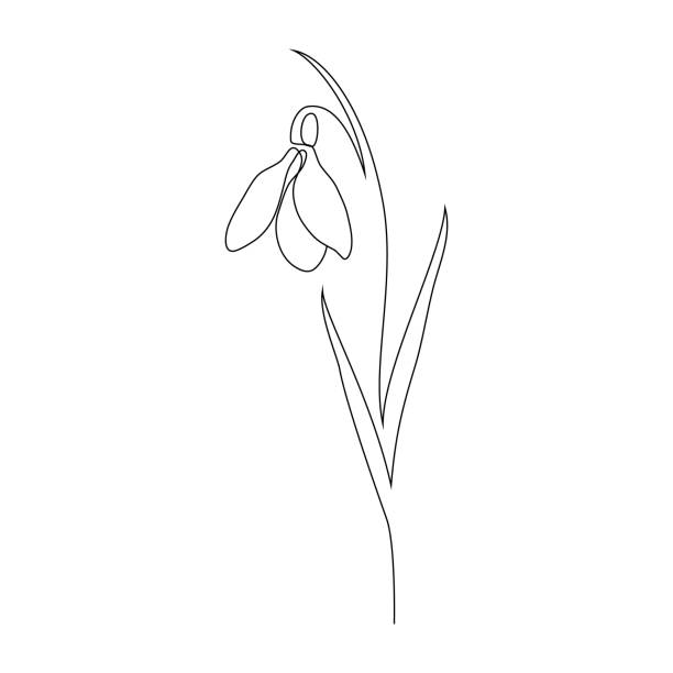 Snowdrop Flower Illustrations, Royalty-Free Vector Graphics & Clip Art -  iStock