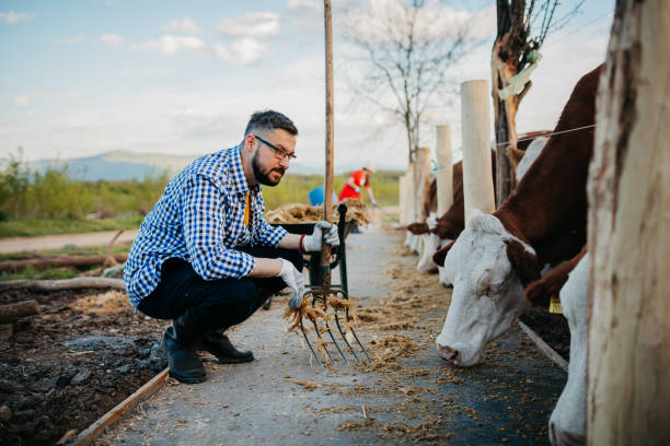 istock Farmer at cow farm 1319023264