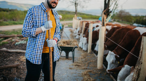 istock Farmer at cow farm 1319023266