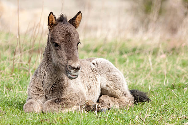 Foal Foal lying down in the grass - for more horses click here  konik stock pictures, royalty-free photos & images