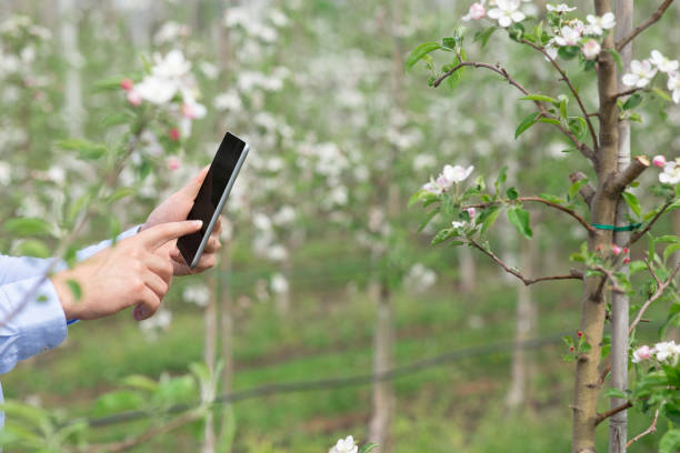 istock Quality control of flowering trees and garden cultivation 1319024512