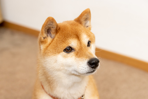 Akita inu wearing a dog collar with a medal, isolated on white