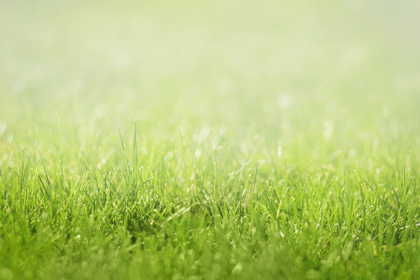 istock Close-up of fresh green lawns background texture. Selective soft focus, white top copy space 1319024653