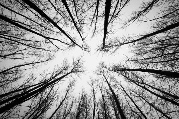 istock Dry tree branches silhouette on a background of grey sky in autumn forest. bottom up view 1319024678