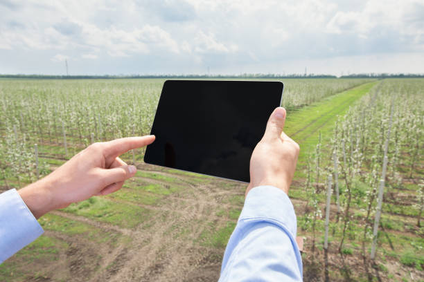 istock Man using tablet with blank screen on field and working on blooming plantation 1319024740