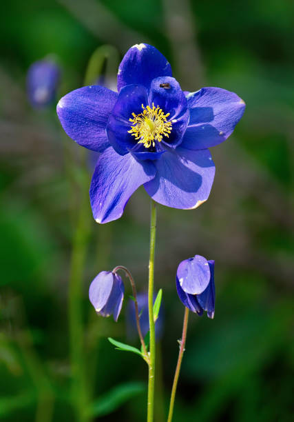 istock Notable flower of the Eastern Sayan 1319025057