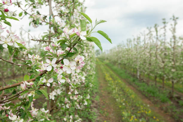 istock Organic fruit, growing garden for business, botanical, smart industry and smart modern control 1319025946