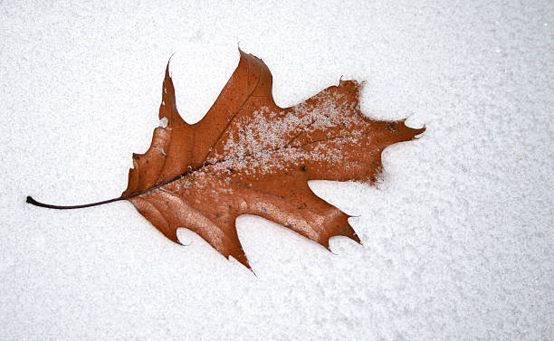 Single oak Leaf in Snow stock photo