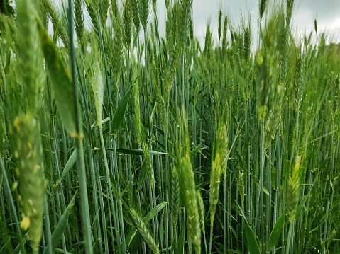 Wheat field against a blue sky. Green, ripe wheat field against on blue sky background