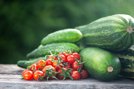 Harvest of zucchini, cucumbers and tomatoes, still life on natural garden background, space for text