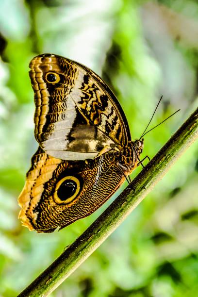 motyl na liściu, obszar wulkanu arenal w kostaryce środkowej ameryki - costa rica rainforest central america arenal volcano zdjęcia i obrazy z banku zdjęć