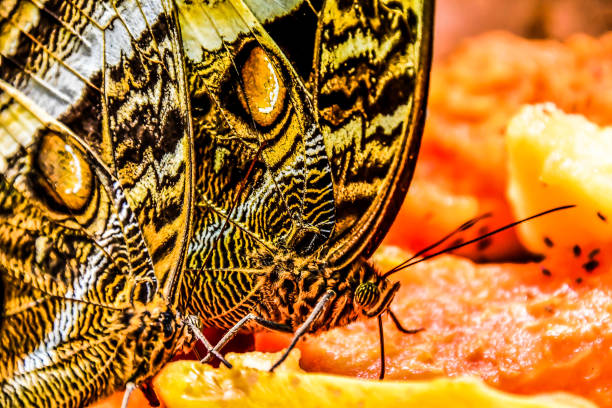 motyl na liściu, obszar wulkanu arenal w kostaryce środkowej ameryki - costa rica rainforest central america arenal volcano zdjęcia i obrazy z banku zdjęć