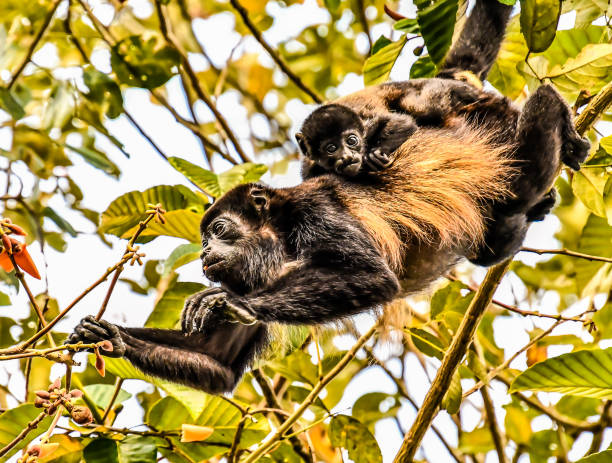 капуцин обезьяна приматов и ребенка сына, в районе вулкана arenal costa rica центральной америки - brown capuchin monkey стоковые фото и изображения