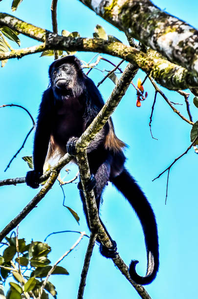 kapucyna małpa naczelny , w arenal wulkan obszar kostaryka ameryki środkowej - costa rica rainforest central america arenal volcano zdjęcia i obrazy z banku zdjęć