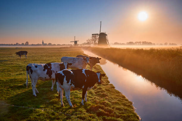 cows and windmills - scenics landscape windmill sunrise imagens e fotografias de stock