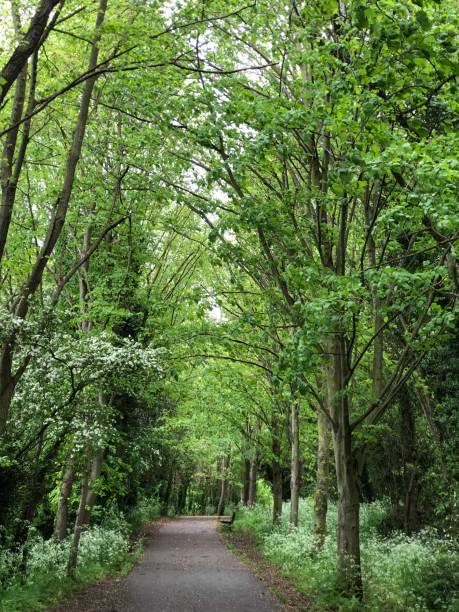 istock Spring woodland path tree cowslip green trees idyllic Cambridgeshire 1319028021