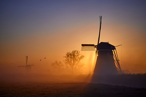 Windmills in the mist in Streefkerk the Netherlands during sunrise on an early morning. The sun is shining from behind a mill. The sky is beautifully colored in yellow, orange and blue. There are two birds flying through the scene and there are some trees.