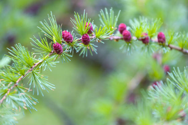 pino larice con nuovi coni - larch tree foto e immagini stock