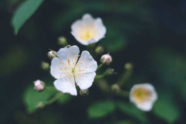 Wildflowers in the Wild - The cute white rose Sakurajima, a volcanic island in Kyushu's Kagoshima Prefecture rosa multiflora stock pictures, royalty-free photos & images