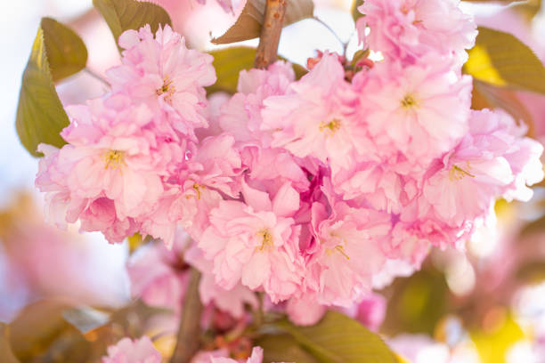 istock Cherry blossom on branch during Sakura 1319029479