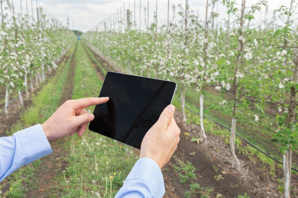 istock Innovation technology for smart farm system, agriculture management and garden analysis 1319030476