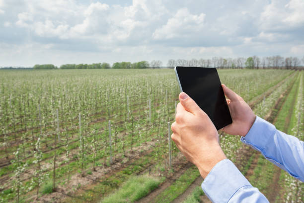 istock Smart gardening, farming and modern technology for agricultural 1319030626