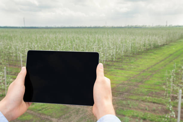 istock Gardener use device to search online information for analyzing agricultural problems 1319030690