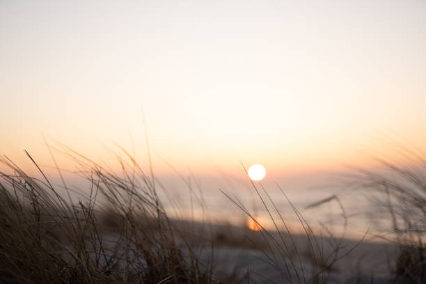 Sunset sky with reeds silhouette