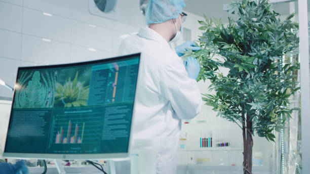 istock Scientist in background testing medical marijuana. Charts and models on computer screens. Modern labortory interior 1319032452