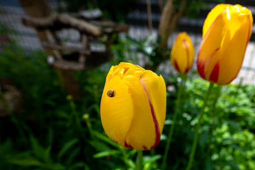 Small snail on a yellow tulip (tulipa) in bloom in the garden.