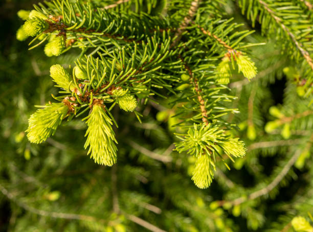 istock fresh shoots of a conifer in the spring 1319034292
