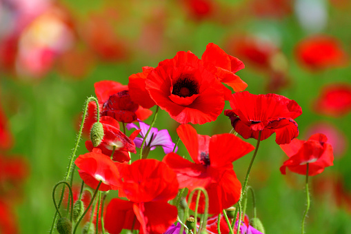 Shirley Poppy Flower